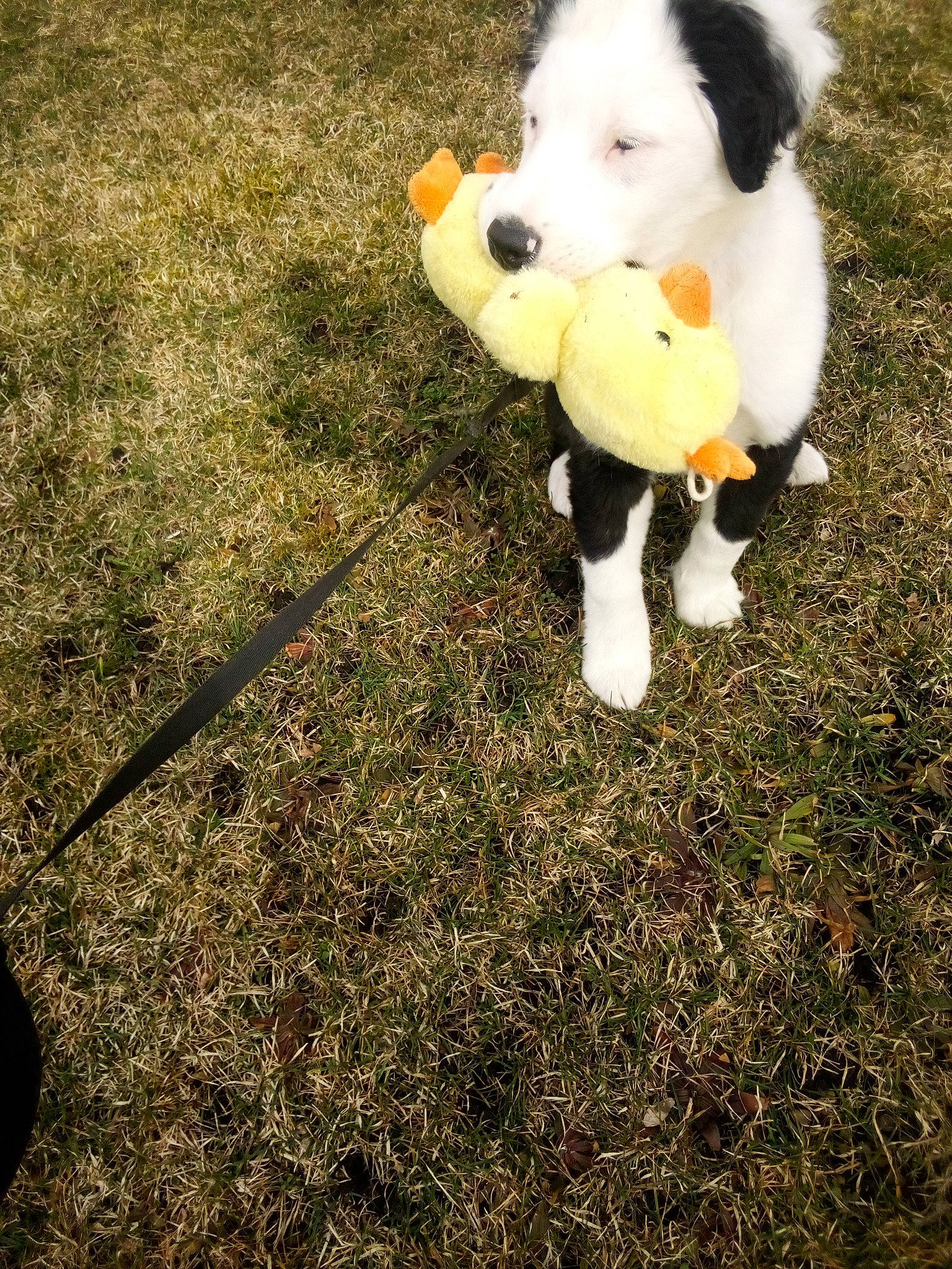 Bear is registered to the contest to win money with this photo: ball, canidae, carnivore, companion_dog, dog, dog_breed, fawn, football, fur, grass, happy, snout, soccer_ball, soil, sporting_group, stuffed_toy, tail, tennis_ball, toy, working_animal