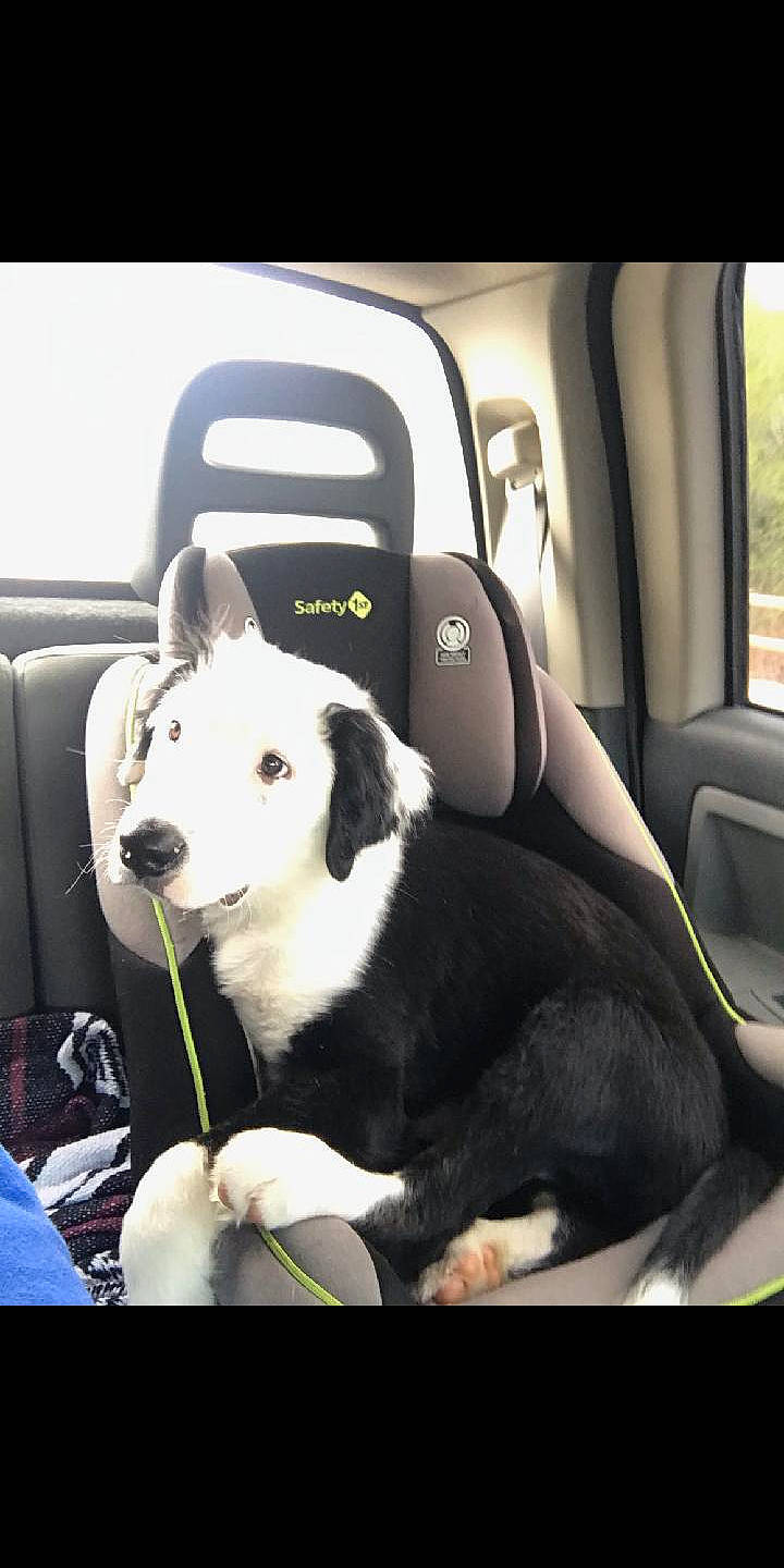 Bear is registered to the contest to win money with this photo: auto_part, automotive_design, automotive_exterior, automotive_mirror, car, car_seat, car_seat_cover, carnivore, comfort, companion_dog, dog, dog_breed, head_restraint, motor_vehicle, personal_luxury_car, snout, tints_and_shades, vehicle, vehicle_door, window