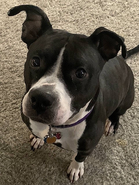 Pandora joined the competition — help win amazing prizes! ancient_dog_breeds, canidae, carnivore, collar, companion_dog, dog, dog_breed, dog_collar, fawn, monochrome, monochrome_photography, non_sporting_group, snout, sporting_group, terrestrial_animal, whiskers, working_animal, working_dog