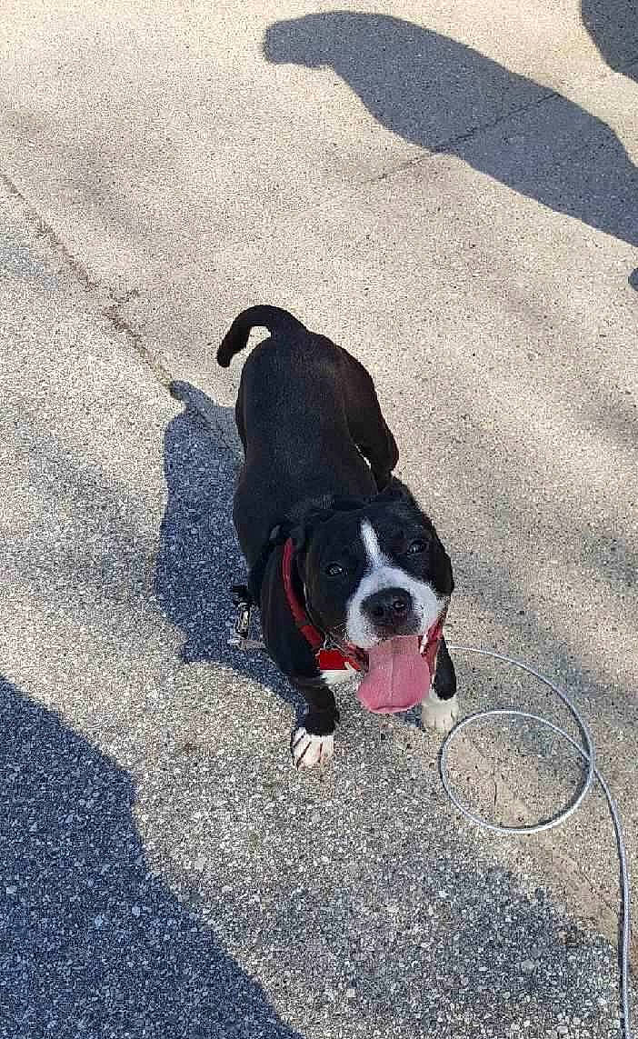 Pandora is registered to the contest to win money with this photo: asphalt, canidae, carnivore, collar, companion_dog, concrete, dog, dog_breed, dog_collar, electric_blue, fawn, leash, pet_supply, road_surface, shadow, sidewalk, snout, sporting_group, tail, working_animal