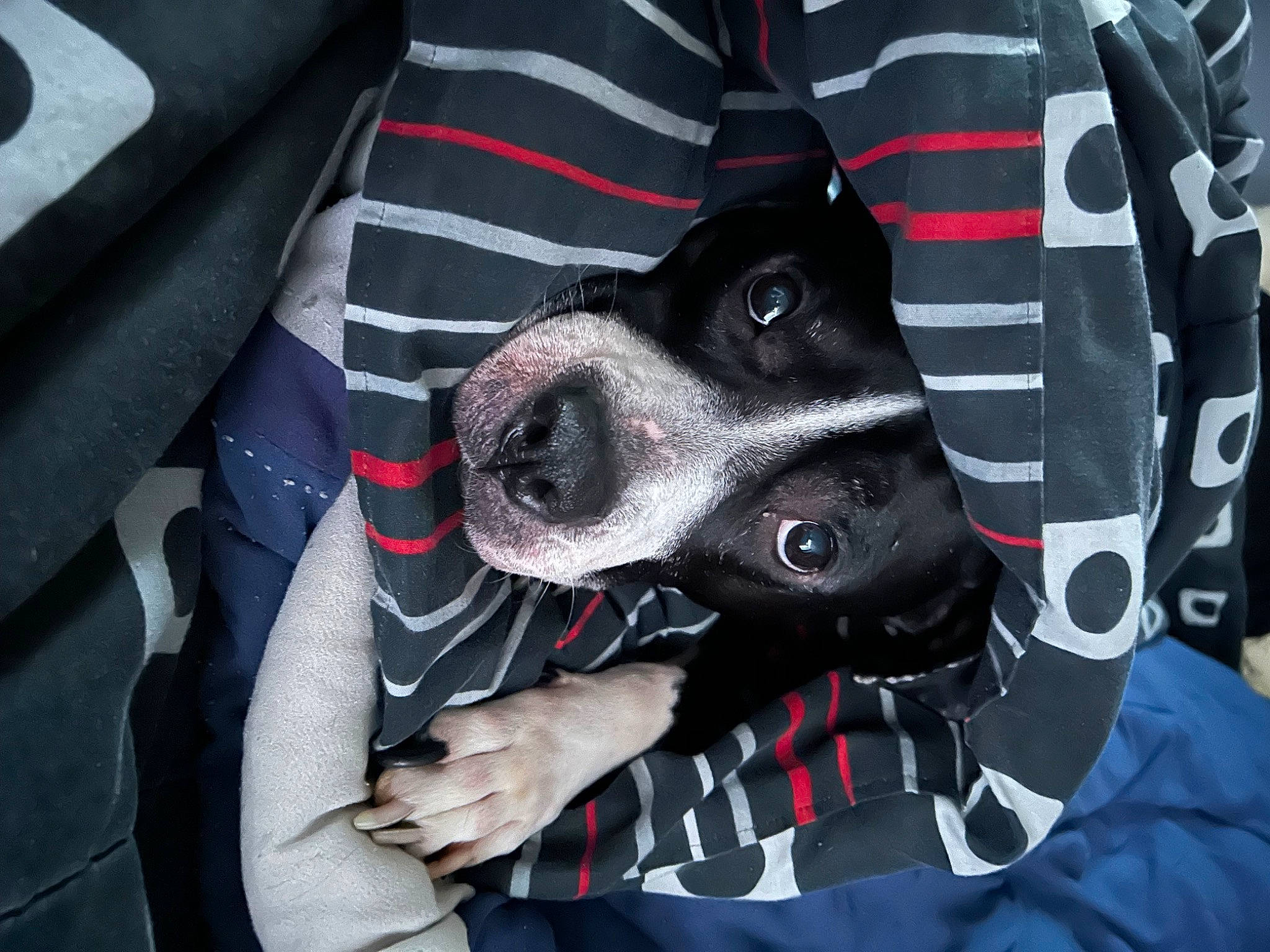 Pandora is registered to the contest to win money with this photo: auto_part, canidae, carmine, carnivore, collar, companion_dog, dog, dog_breed, fur, gesture, non_sporting_group, pattern, personal_protective_equipment, plaid, sleeve, snout, sporting_group, t_shirt, tartan, vehicle_door