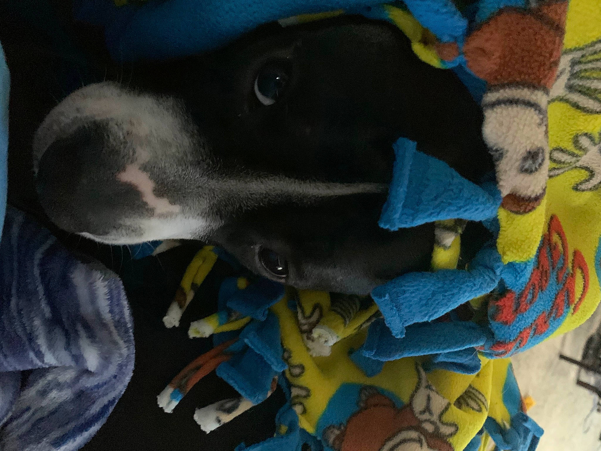 Pandora joined the competition — help win amazing prizes! art, canidae, carmine, carnivore, dog, dog_breed, electric_blue, guard_dog, non_sporting_group, paint, pattern, personal_protective_equipment, plastic, snout, sporting_group, visual_arts, wool, working_animal