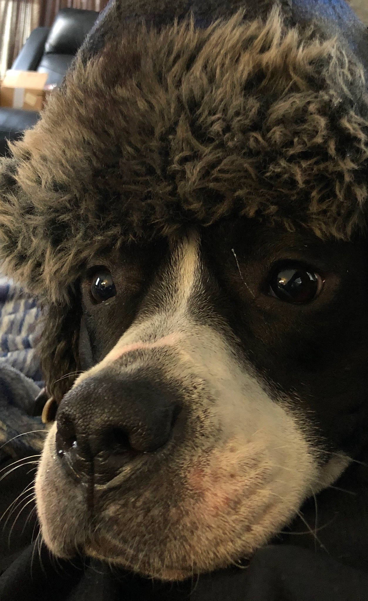 Pandora joined the competition — help win amazing prizes! bored, canidae, carnivore, close_up, companion_dog, dog, dog_breed, fur, giant_dog_breed, head, mammal, monochrome_photography, non_sporting_group, nose, snout, sporting_group, terrestrial_animal, whiskers, working_animal, working_dog