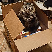Julian Edelman is registered to the contest to win money with this photo: cat, fluffy_cat, cardboard_box, cereal_box, kitchen, floor_tile, pet, animal, feline, indoor, sitting, looking_at_camera, box, domestic_cat, fur, cute, whiskers, ears, eyes, household