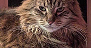 Julian Edelman joined the competition — help win amazing prizes! animal, cat, closeup, cute, domestic, ears, expression, face, feline, fluffy, fur, indoor, looking, mammal, pet, portrait, relaxing, resting, tabby, whiskers