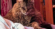 Julian Edelman is registered to the contest to win money with this photo: cat, tabby, feline, pet, indoor, bed, bedding, relaxed, sleepy, fur, animal, cozy, resting, domestic, wooden_furniture, home, comfortable, mammal, cute, calm