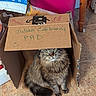 Julian Edelman joined the competition — help win amazing prizes! cat, tabby_cat, cardboard_box, floor, indoor, pet, feline, fur, animal, household, container, sitting, looking_up, box_lid, writing, smiley_face, package, tile_floor, pink_bin, wooden_leg