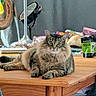 J'Zargo Brady is registered to the contest to win money with this photo: cat, tabby, fluffy, table, wood, clutter, household_items, scratching_post, lamp, toy, hairball_support, indoor, pet, relaxed, feline, eyes, ears, sitting, fur, domestic