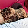 J'Zargo Brady is registered to the contest to win money with this photo: cat, tabby, sleeping, bed, pillow, cozy, feline, fur, indoor, resting, animal, pet, cute, relaxed, comfort, mammal, whiskers, ears, soft, closeup