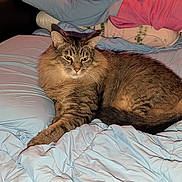 J'Zargo Brady joined the competition — help win amazing prizes! cat, tabby_cat, fluffy, pet, animal, bed, comforter, pillow, indoor, resting, feline, furry, cute, domestic_animal, sleepy, relaxed, cozy, striped, whiskers, mammal