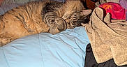 J'Zargo Brady joined the competition — help win amazing prizes! cat, tabby, sleeping, blanket, towel, clothes, bedroom, furniture, wood, pink_wall, cozy, indoor, resting, fur, pet, domestic_animal, napping, soft, pile, comfort