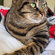 Chanel a rejoint le concours — aidez-le/la à gagner de superbes lots ! abyssinian, animal, bed, bedroom, blanket, cat, computer, couch, electronics, furniture, homedecor, indoors, kitten, laptop, linen, manx, person, pet, room, sleeping