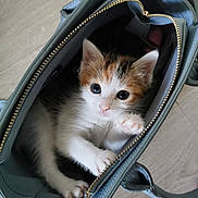 Kalyne a rejoint le concours — aidez-le/la à gagner de superbes lots ! kitten, cat, bag, handbag, cute, pet, animal, fur, whiskers, ears, paw, indoor, domestic_animal, curious, small, blue, zipper, leather, floor, playful