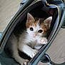 kitten, cat, bag, handbag, cute, pet, animal, fur, whiskers, ears, paw, indoor, domestic_animal, curious, small, blue, zipper, leather, floor, playful