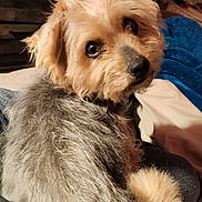 Jessee Lee is registered to the contest to win money with this photo: dog, small_dog, pet, fur, face, eyes, nose, bed, blanket, indoor, portrait, closeup, looking_back, curled_tail, cozy, canine, whiskers, living_room, screenshot_ui, soft_lighting