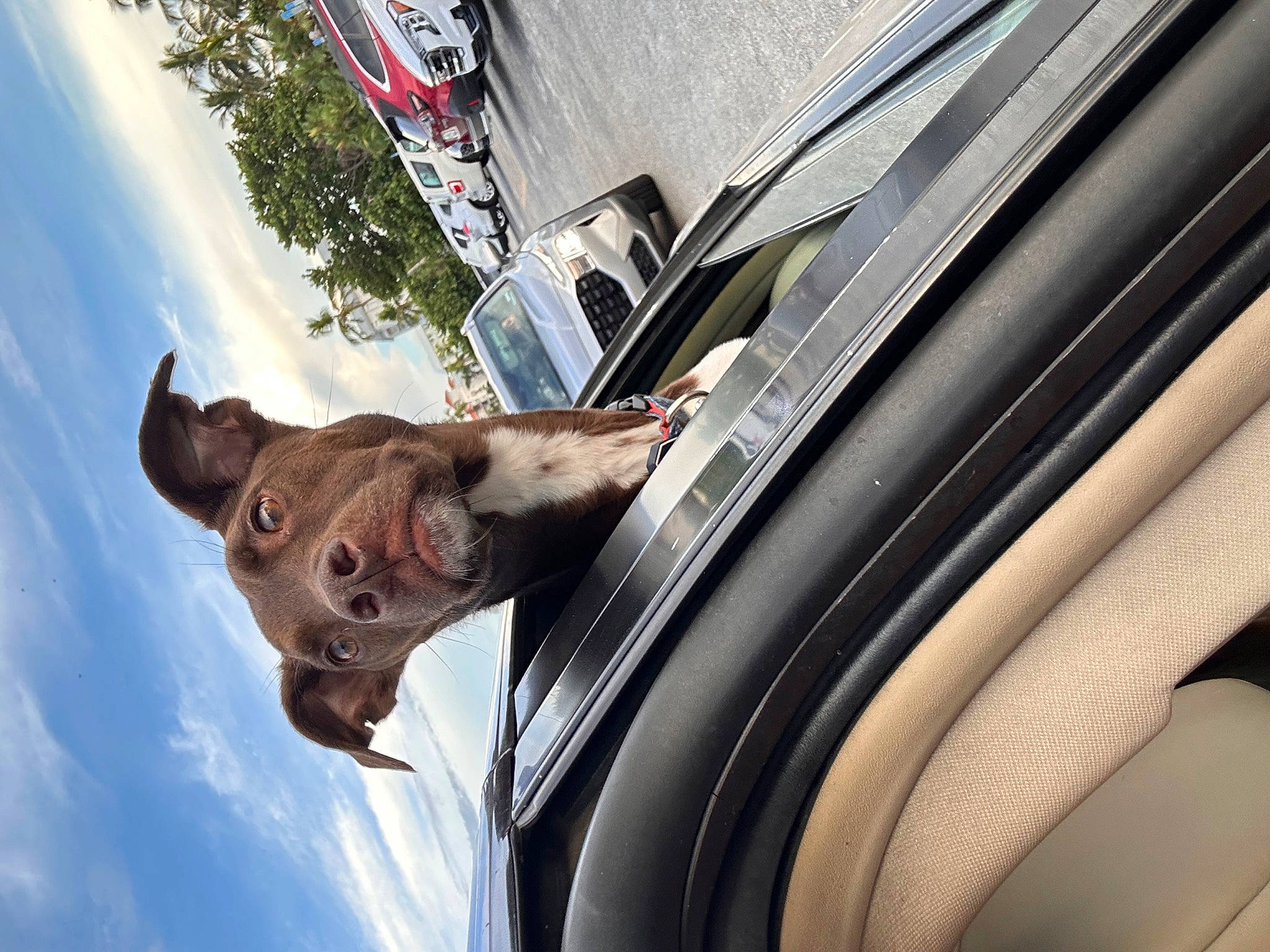Bogey is registered to the contest to win money with this photo: automotive_lighting, automotive_mirror, automotive_tire, car, carnivore, cloud, dog, dog_breed, door, fawn, fender, hood, motor_vehicle, rim, sky, tire, vehicle, vehicle_door, wheel, window