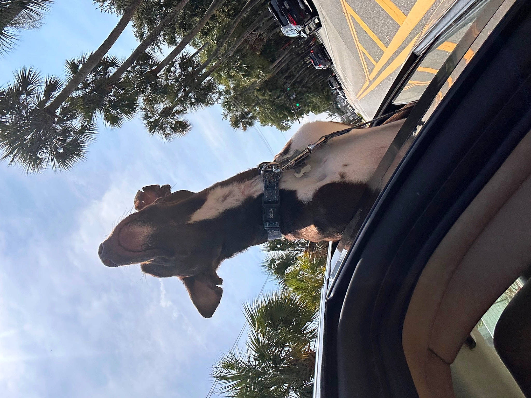 Bogey joined the competition — help win amazing prizes! arecales, automotive_exterior, automotive_lighting, automotive_tire, automotive_window_part, cloud, fender, leisure, metal, palm_tree, plant, rim, sky, tints_and_shades, tire, tree, vehicle_door, wheel, window, woody_plant