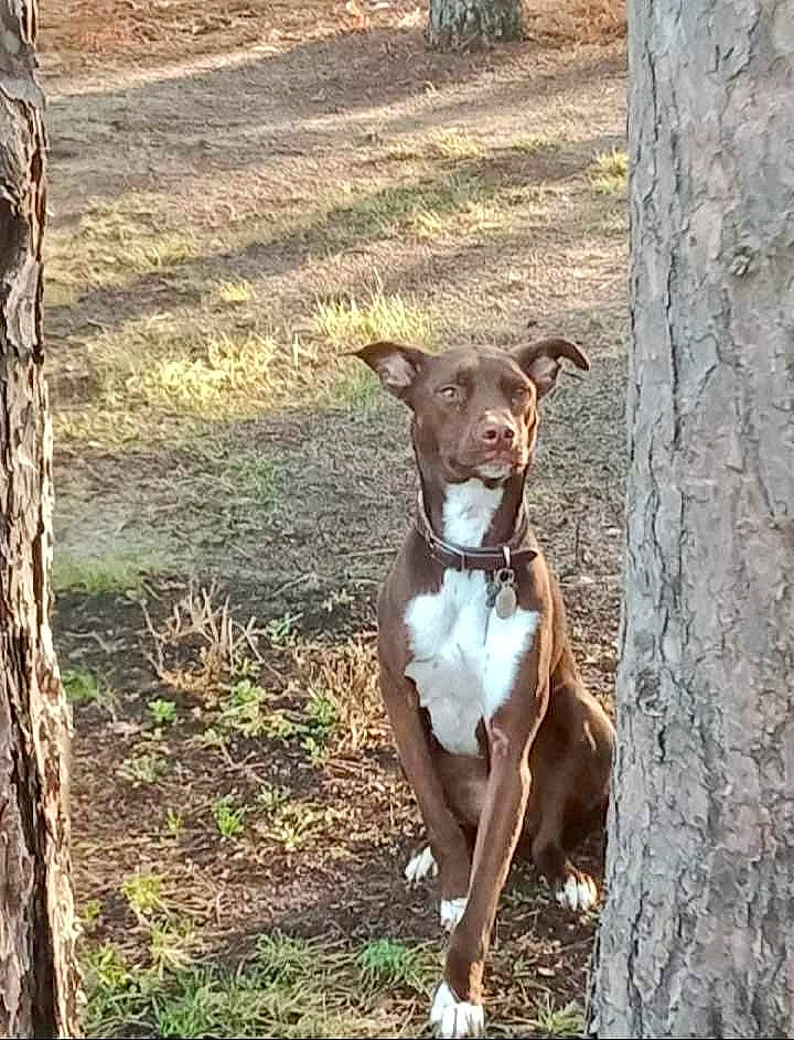 Bogey joined the competition — help win amazing prizes! canidae, carnivore, collar, companion_dog, dog, dog_breed, dog_collar, fawn, liver, non_sporting_group, plant, snout, sporting_group, tail, terrestrial_animal, tree, trunk, wood, working_animal, working_terrier