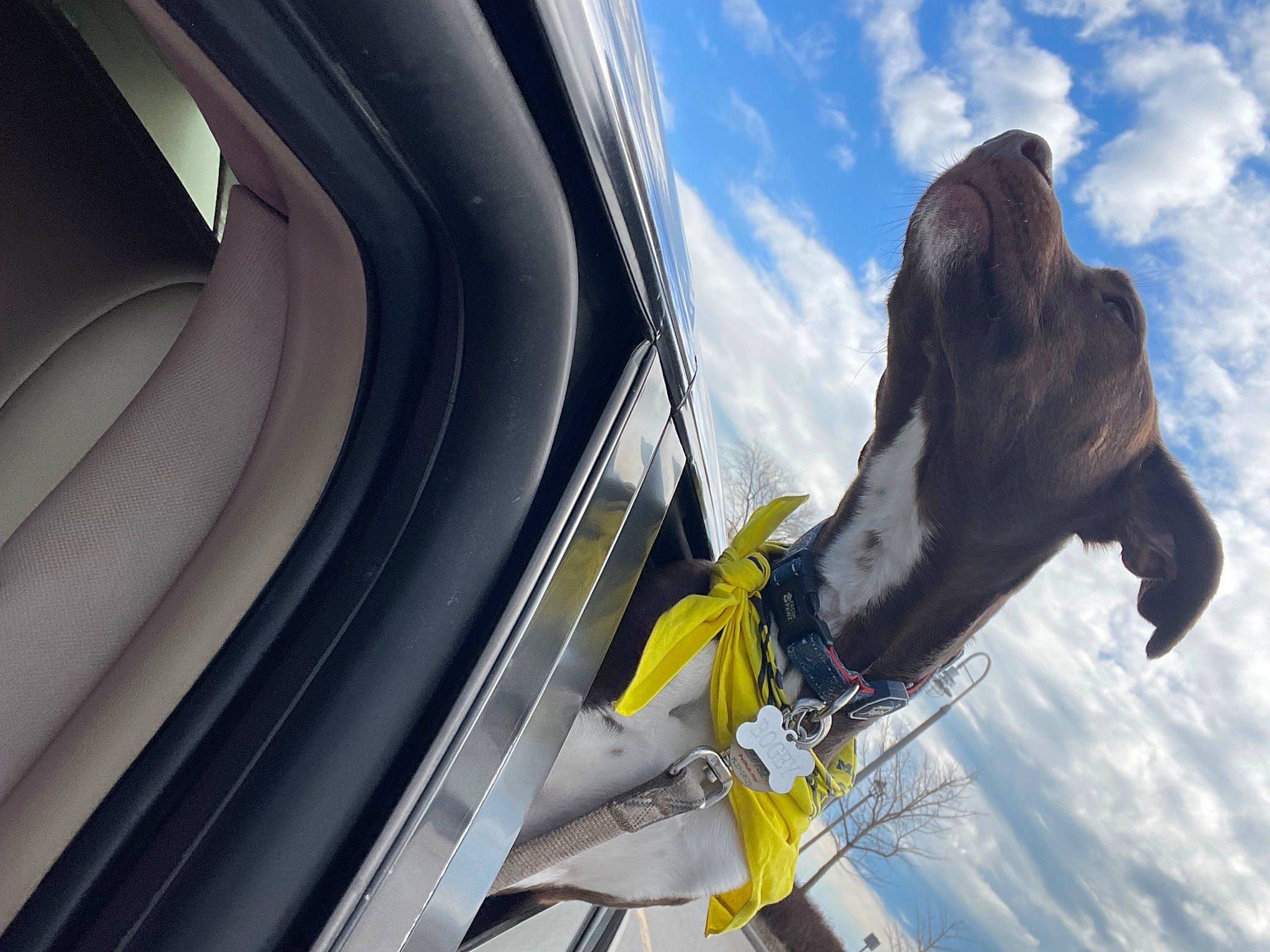 Bogey joined the competition — help win amazing prizes! auto_part, automotive_design, automotive_exterior, automotive_lighting, automotive_tire, automotive_wheel_system, bumper, cloud, dog, electric_blue, fender, hood, motor_vehicle, rim, sky, tire_care, vehicle, vehicle_door, window, windshield