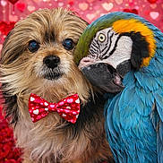 Jacoby joined the competition — help win amazing prizes! adorable, animal_companions, background_bokeh, blue_and_yellow_macaw, bow_tie, close_up, colorful_feathers, cute, decorative, dog, festive, fluffy, friendship, hearts, love, parrot, pet, portrait, red_petal_floor, valentines_theme