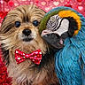 adorable, animal_companions, background_bokeh, blue_and_yellow_macaw, bow_tie, close_up, colorful_feathers, cute, decorative, dog, festive, fluffy, friendship, hearts, love, parrot, pet, portrait, red_petal_floor, valentines_theme