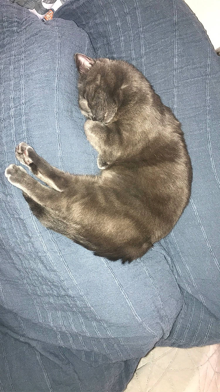 Risotto participe au concours pour gagner de l'argent avec cette photo : british_shorthair, burmese, carnivore, cat, chartreux, domestic_short_haired_cat, fawn, felidae, fur, kitten, korat, russian_blue, small_to_medium_sized_cats, tail, whiskers