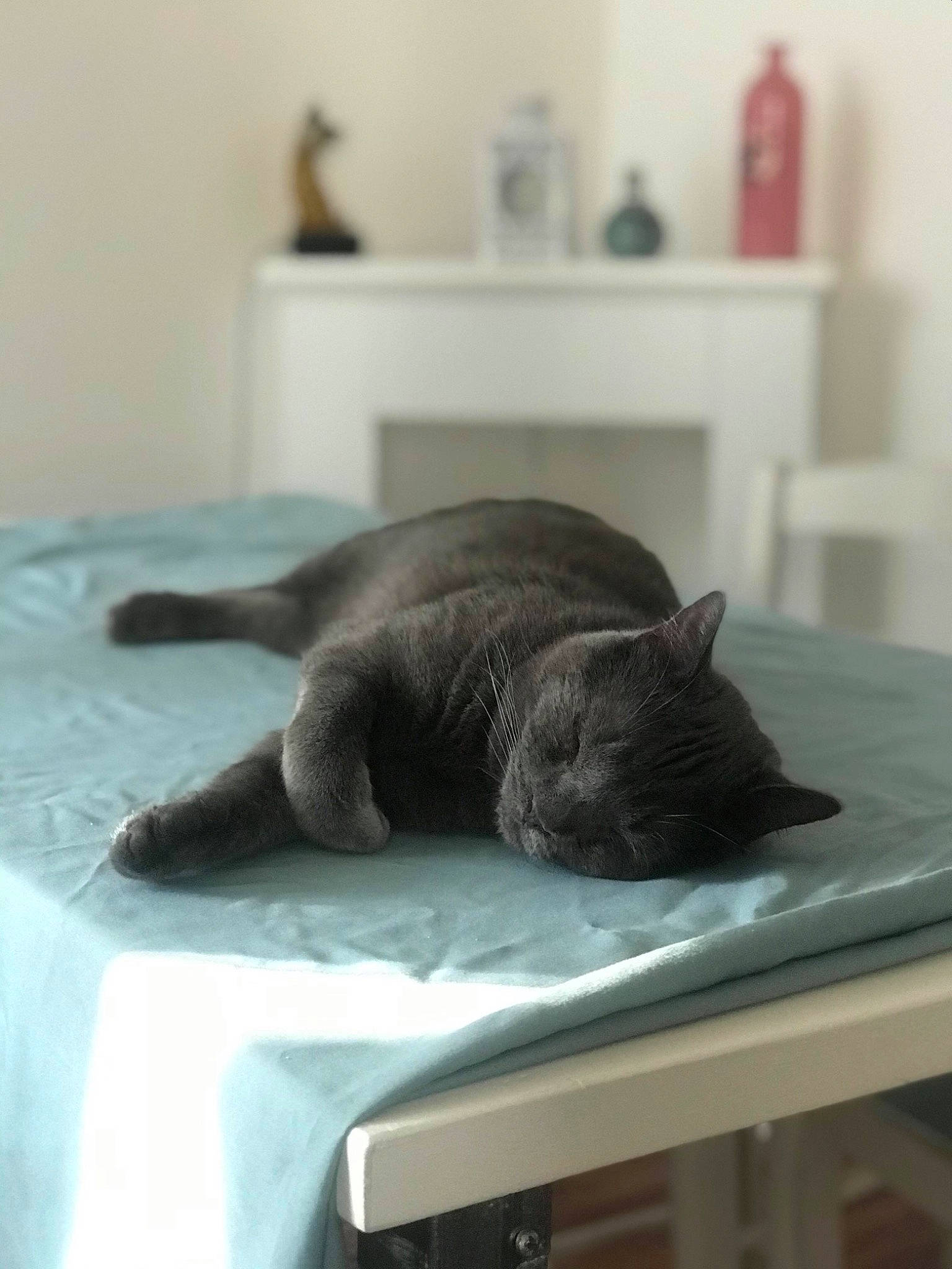 Risotto participe au concours pour gagner de l'argent avec cette photo : black_cat, british_shorthair, carnivore, cat, chartreux, comfort, domestic_short_haired_cat, felidae, furniture, korat, nap, nebelung, russian_blue, small_to_medium_sized_cats, snout, tail, whiskers