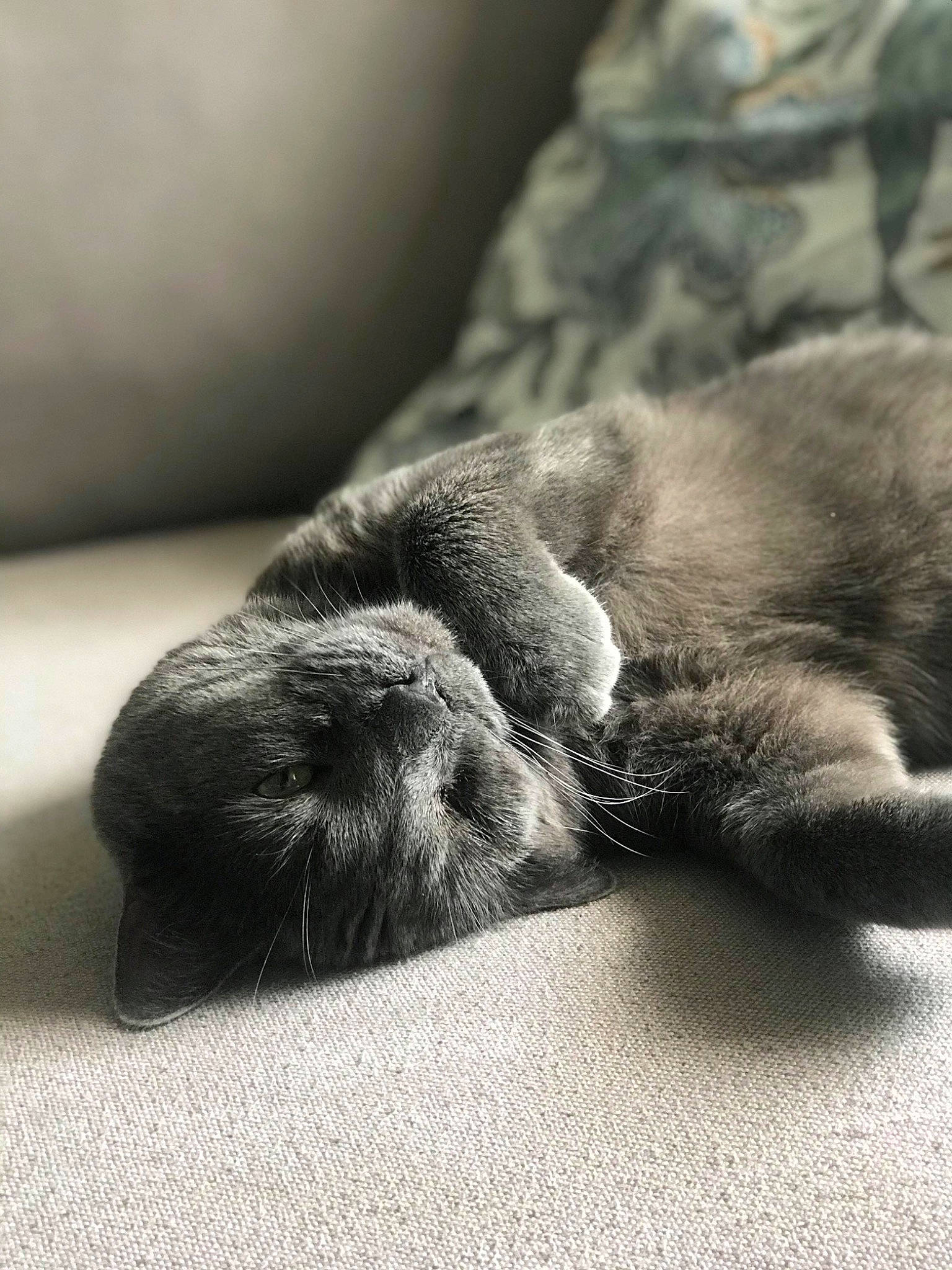 Risotto a rejoint le concours — aidez-le/la à gagner de superbes lots ! baby, british_shorthair, canidae, carnivore, cat, chartreux, claw, felidae, fur, kitten, korat, nap, nose, paw, puppy, russian_blue, sleep, small_to_medium_sized_cats, snout, whiskers