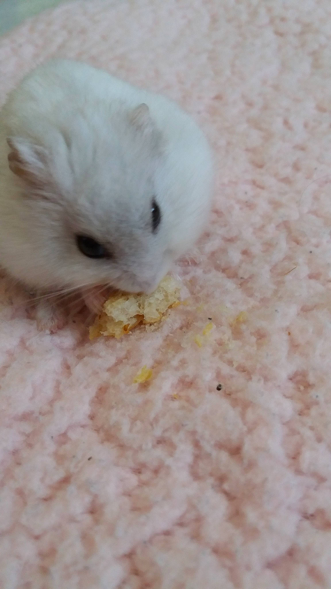 Crème a rejoint le concours — aidez-le/la à gagner de superbes lots ! chinchilla, eye, fawn, fur, gerbil, hamster, iris, mouse, muridae, muroidea, nose, rat, rodent, skin, snout, whiskers