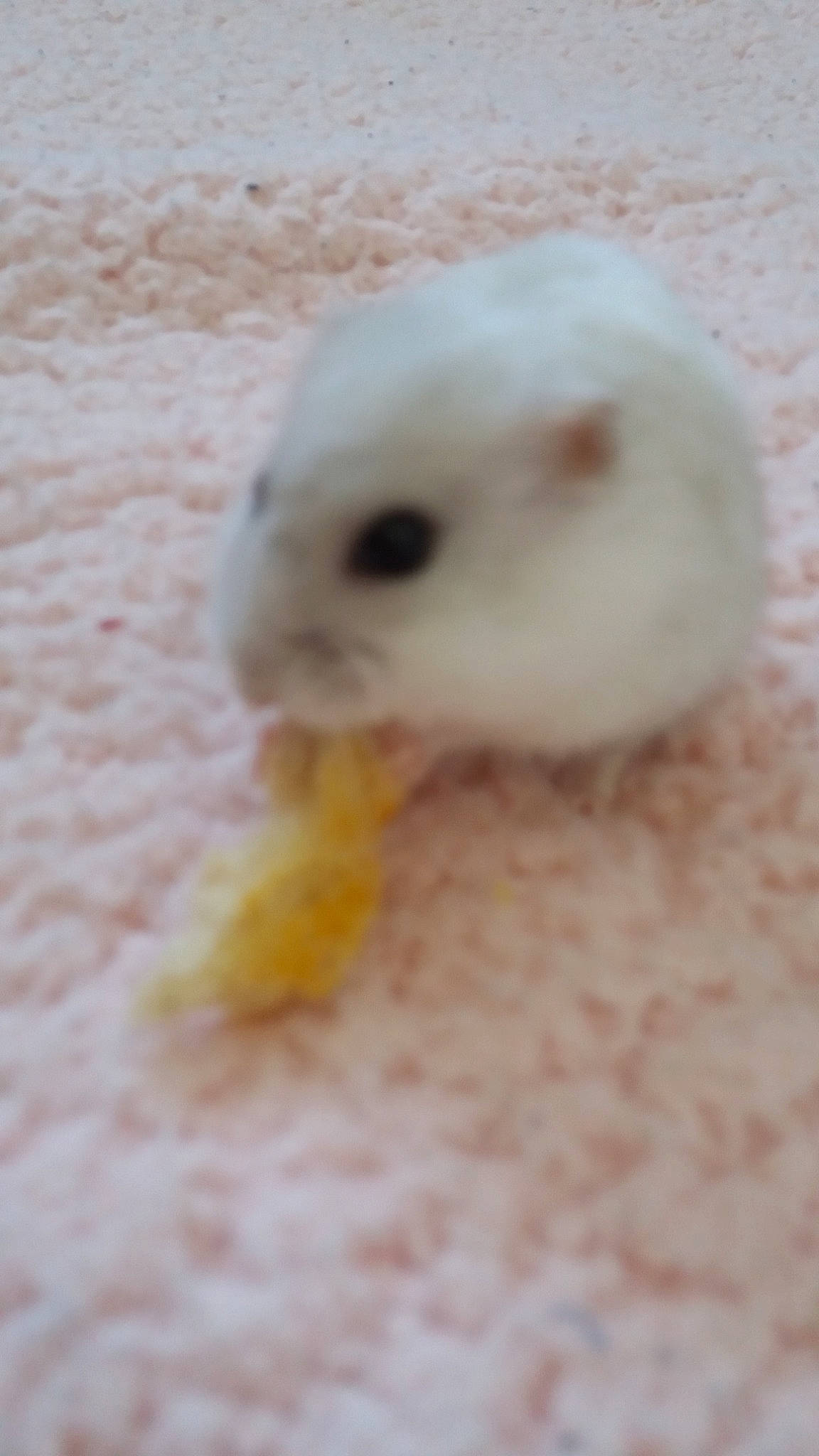 Crème a rejoint le concours — aidez-le/la à gagner de superbes lots ! domestic_rabbit, fawn, gerbil, hamster, mouse, muridae, muroidea, nose, rabbit, rabbits_and_hares, rodent, skin, snout, whiskers