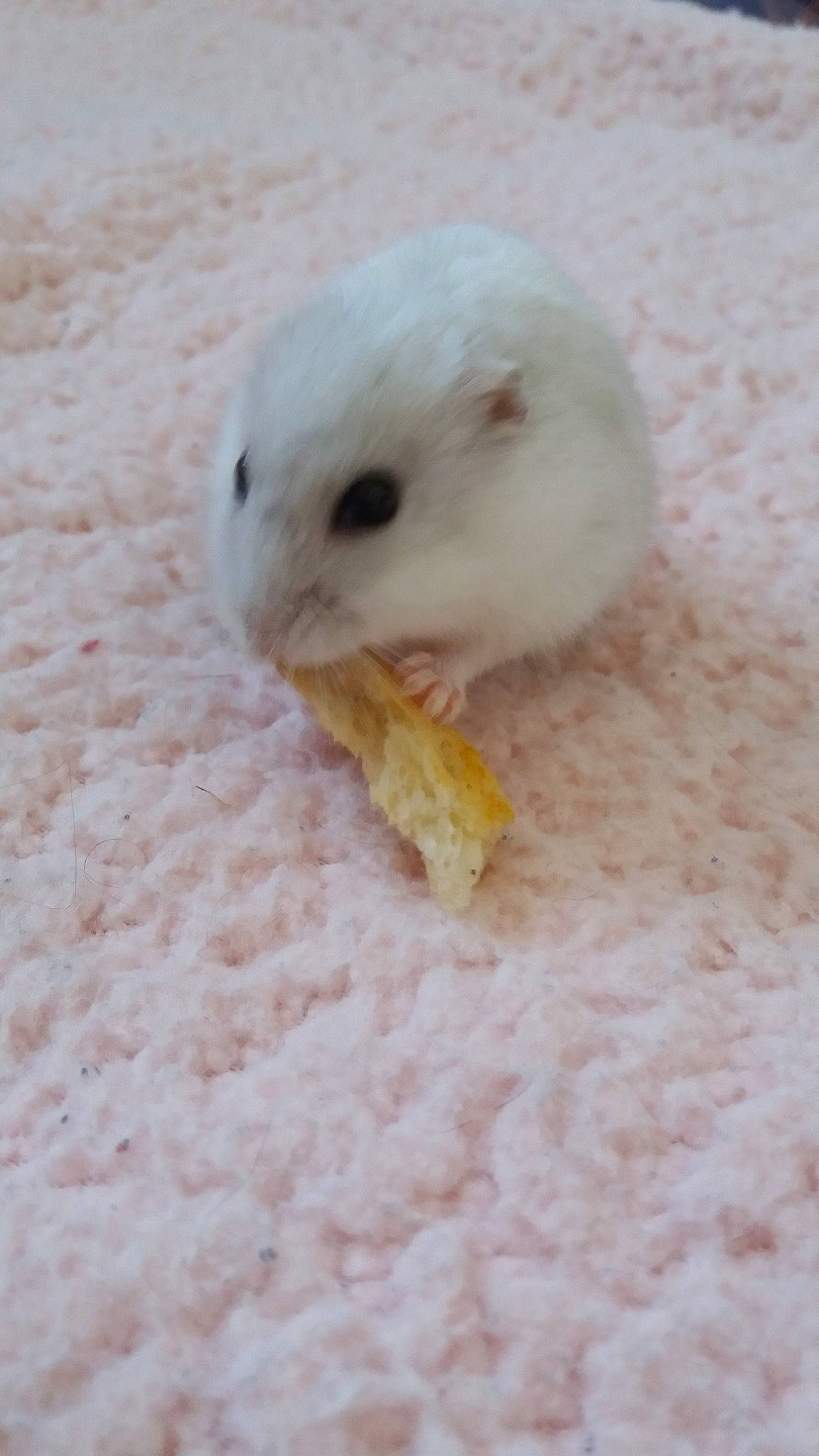 Crème a rejoint le concours — aidez-le/la à gagner de superbes lots ! fawn, gerbil, hamster, mouse, muridae, muroidea, rat, rodent