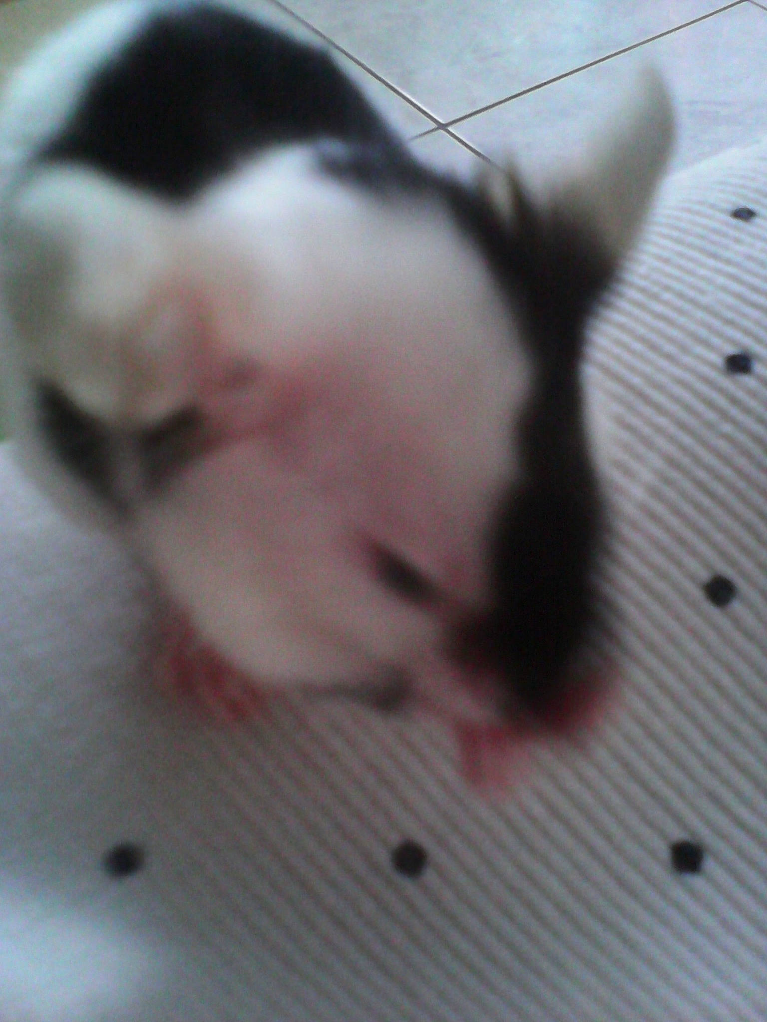 Tokyo participe au concours pour gagner de l'argent avec cette photo : ear, fawn, fur, hamster, paw, rodent, skin, snout, tail, whiskers