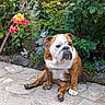 Sirsey a rejoint le concours — aidez-le/la à gagner de superbes lots ! dog, bulldog, pet, animal, sitting, outdoor, garden, flowers, roses, plants, greenery, stone_patio, wooden_fence, brown_and_white, wrinkles, facial_expression, paws, portrait, nature, daylight