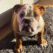 Sirsey participe au concours pour gagner de l'argent avec cette photo : animal, brown_and_white, bulldog, canine, close_up, dark_eyes, dog, floor, floppy_ears, home, indoors, nose, paws, pet, portrait, rug, short_fur, sitting, sunlight, wrinkles