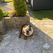 Sirsey participe au concours pour gagner de l'argent avec cette photo : bulldog, dog, pet, animal, sitting, outdoor, patio, garden, backyard, sunlight, stone_paving, shrub, topiary, lawn, outdoor_furniture, table, tablecloth, happy, portrait, brindle_coat