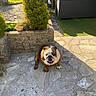 bulldog, dog, pet, animal, sitting, outdoor, patio, garden, backyard, sunlight, stone_paving, shrub, topiary, lawn, outdoor_furniture, table, tablecloth, happy, portrait, brindle_coat