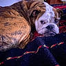 Sirsey participe au concours pour gagner de l'argent avec cette photo : animal, bed, blanket, brindle, bulldog, close_up, dog, eyes, face, funny, home, indoors, lying_down, pet, portrait, relaxed, sleeping, textile, tongue, wrinkles