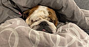 Sirsey a rejoint le concours — aidez-le/la à gagner de superbes lots ! dog, bulldog, sleeping, sleepy, bed, blanket, bedding, cozy, indoors, portrait, close_up, wrinkles, snout, tongue, pet, brown_and_white, relaxed, cute, resting, bedroom