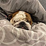dog, bulldog, sleeping, sleepy, bed, blanket, bedding, cozy, indoors, portrait, close_up, wrinkles, snout, tongue, pet, brown_and_white, relaxed, cute, resting, bedroom