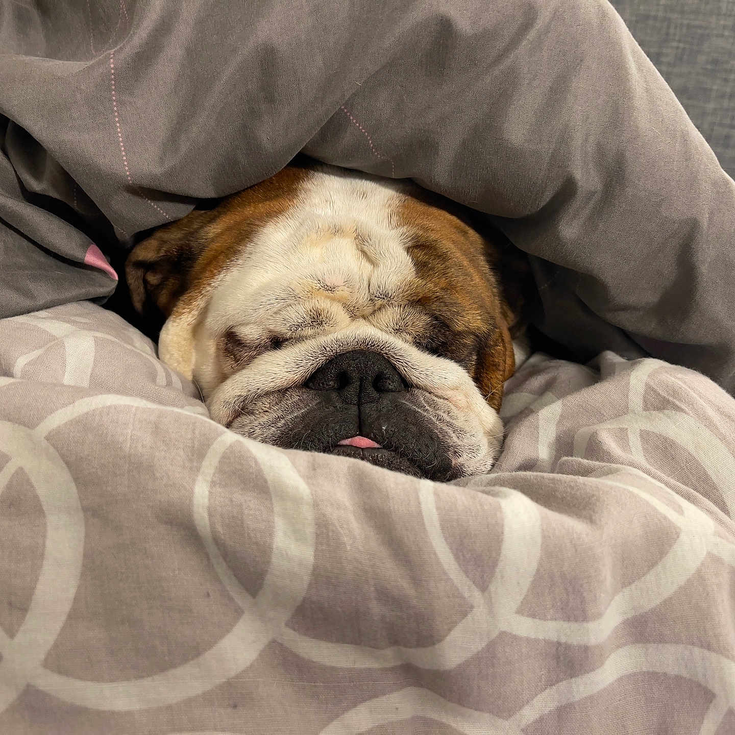 Sirsey a rejoint le concours — aidez-le/la à gagner de superbes lots ! dog, bulldog, sleeping, sleepy, bed, blanket, bedding, cozy, indoors, portrait, close_up, wrinkles, snout, tongue, pet, brown_and_white, relaxed, cute, resting, bedroom