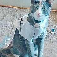 Mistery joined the competition — help win amazing prizes! cat, pet, clothing, tshirt, indoor, carpet, animal, fur, whiskers, ears, tail, collar, green_eyes, sitting, looking, cute, domestic, feline, household, cable