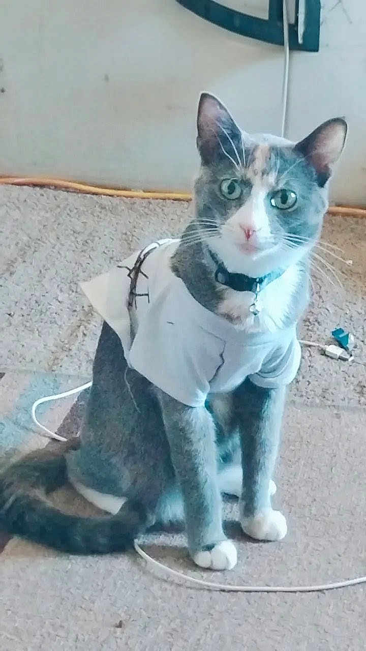 Mistery joined the competition — help win amazing prizes! cat, pet, clothing, tshirt, indoor, carpet, animal, fur, whiskers, ears, tail, collar, green_eyes, sitting, looking, cute, domestic, feline, household, cable