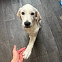 animal, canine, cute, dog, domestic_animal, floor, flooring, friendly, gray_floor, hand, human_hand, indoor, interaction, looking_up, paw, pet, puppy, white_dog, wooden_floor, young_dog