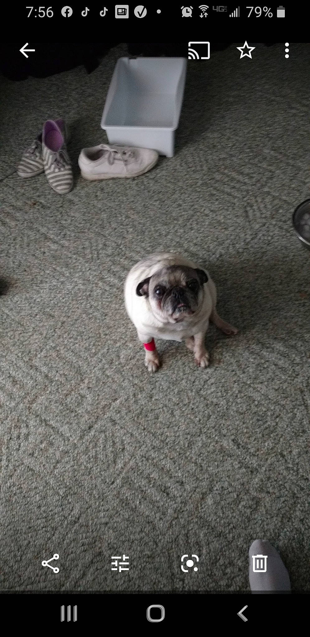 Leia joined the competition — help win amazing prizes! asphalt, carnivore, comfort, companion_dog, dog, dog_breed, fawn, floor, flooring, grass, grey, hardwood, mammal, pug, road_surface, snout, sporting_group, tail, toy_dog, wrinkle