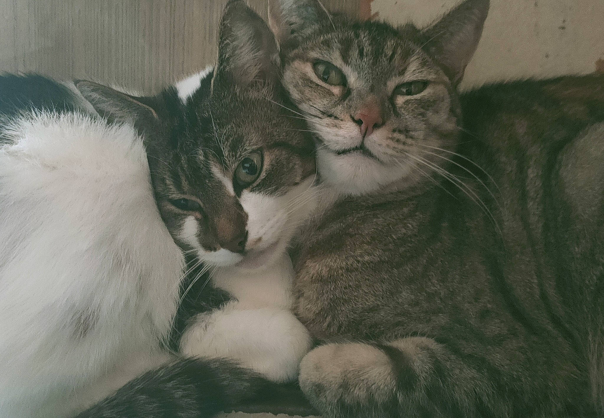 Minouche participe au concours pour gagner de l'argent avec cette photo : art, carnivore, cat, claw, comfort, domestic_short_haired_cat, felidae, fur, paw, small_to_medium_sized_cats, snout, tail, terrestrial_animal, whiskers, window