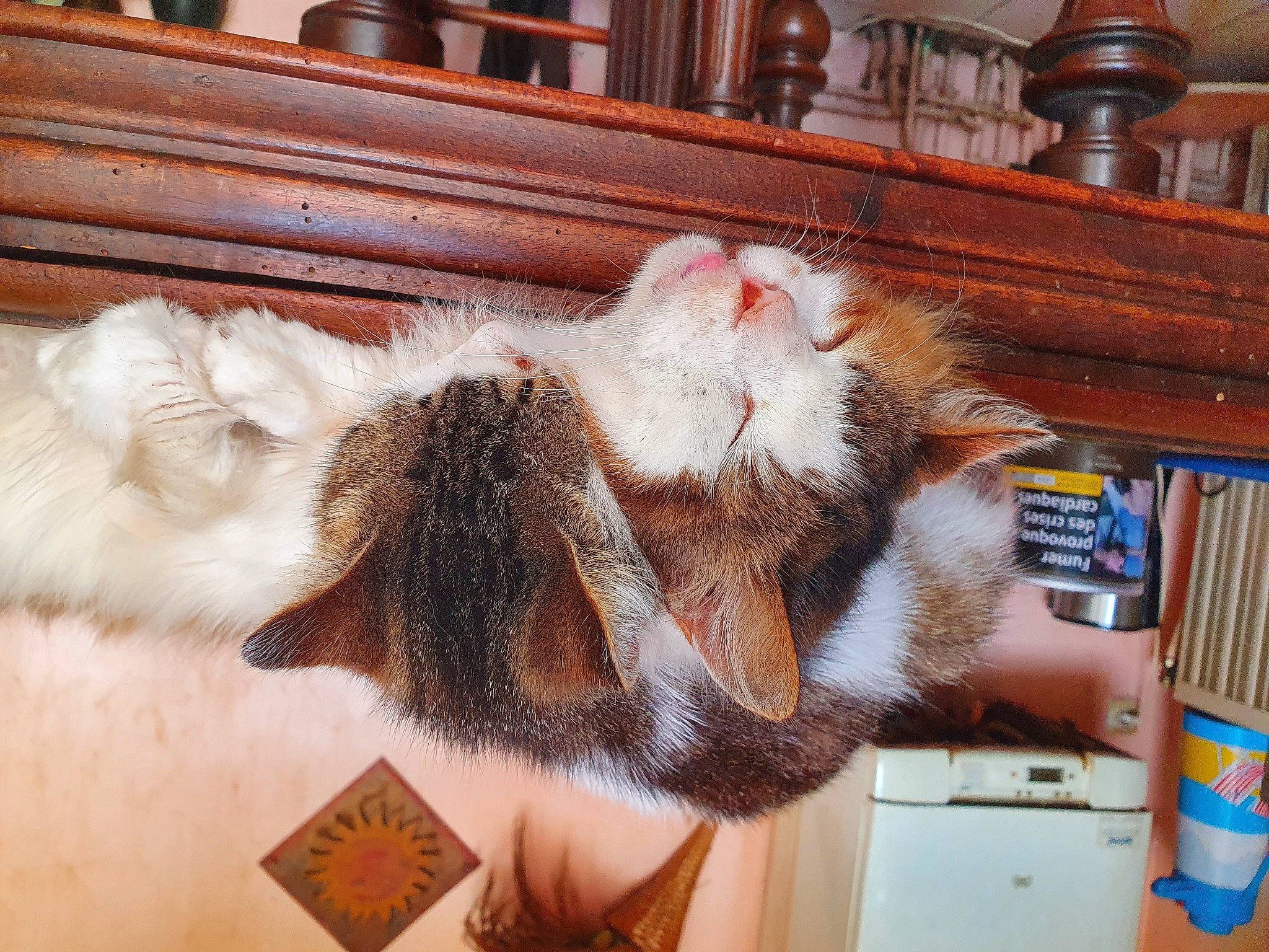 Namour a rejoint le concours — aidez-le/la à gagner de superbes lots ! american_curl, carnivore, cat, claw, felidae, fur, norwegian_forest_cat, paw, polydactyl_cat, small_to_medium_sized_cats, tail, textile, whiskers