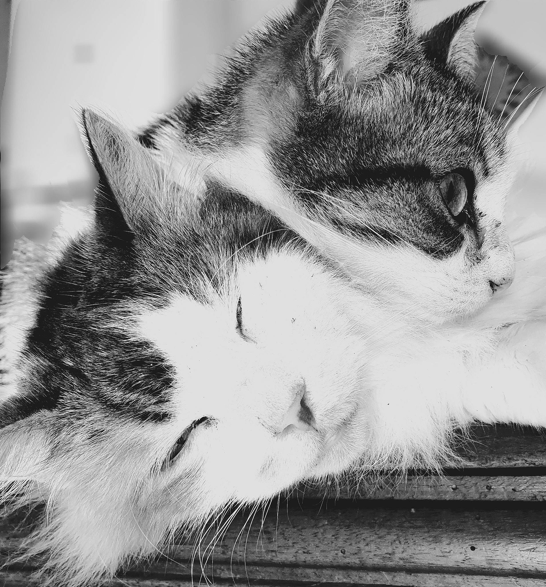 Namour participe au concours pour gagner de l'argent avec cette photo : aegean_cat, asian, black_and_white, carnivore, cat, close_up, domestic_short_haired_cat, ear, eye, felidae, fur, kitten, monochrome, nose, sky, small_to_medium_sized_cats, snapshot, snout, tabby_cat, whiskers