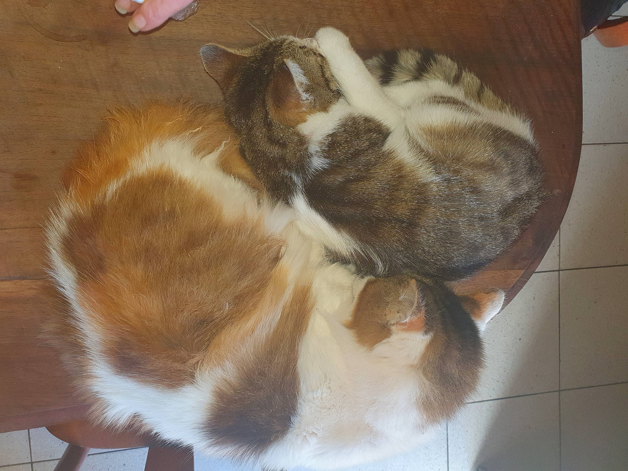 Namour a rejoint le concours — aidez-le/la à gagner de superbes lots ! carnivore, cat, claw, ear, european_shorthair, fawn, felidae, fur, paw, small_to_medium_sized_cats, tail, whiskers