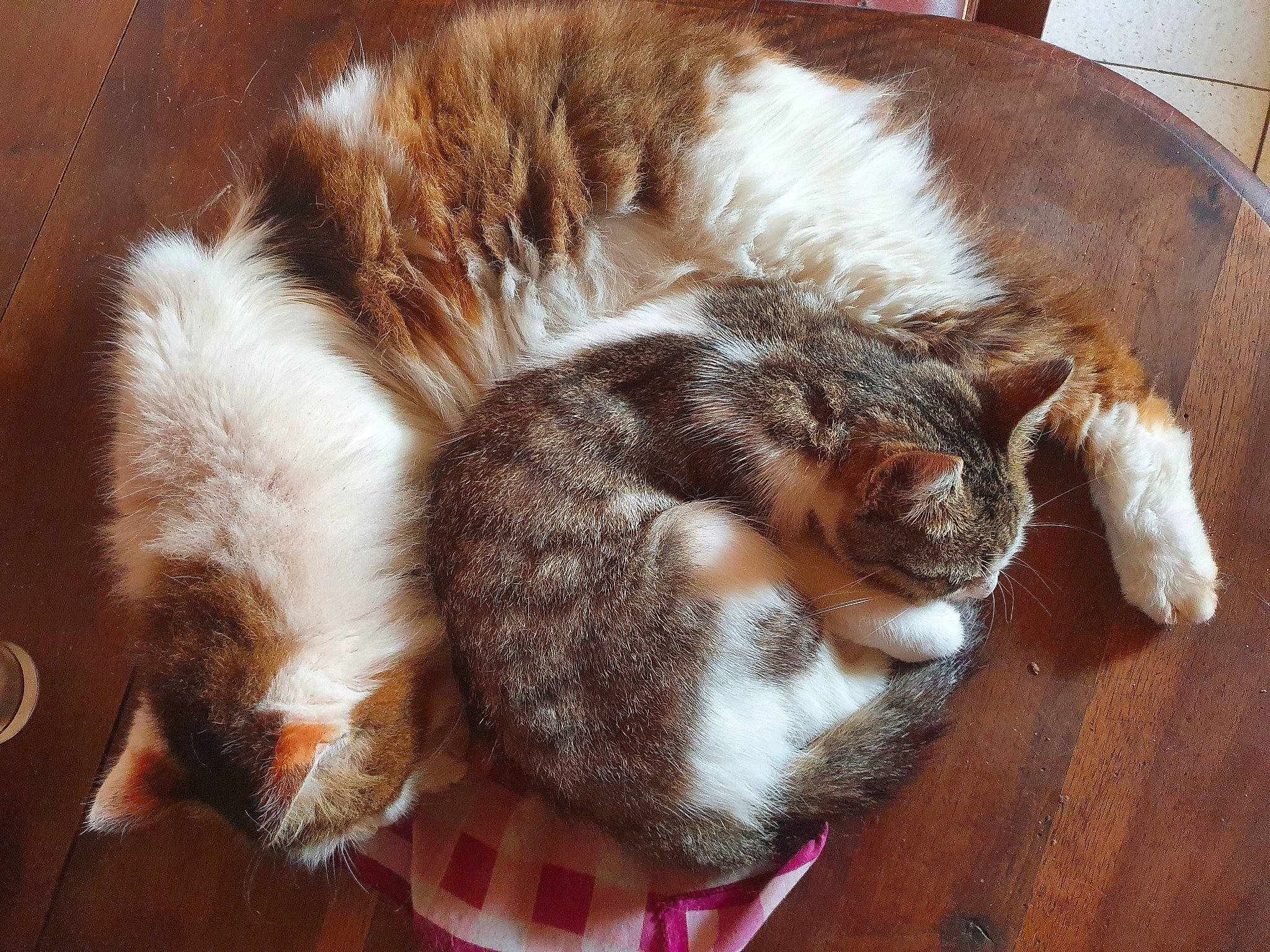 Namour a rejoint le concours — aidez-le/la à gagner de superbes lots ! carnivore, cat, claw, european_shorthair, felidae, fur, nap, paw, small_to_medium_sized_cats, tail, whiskers