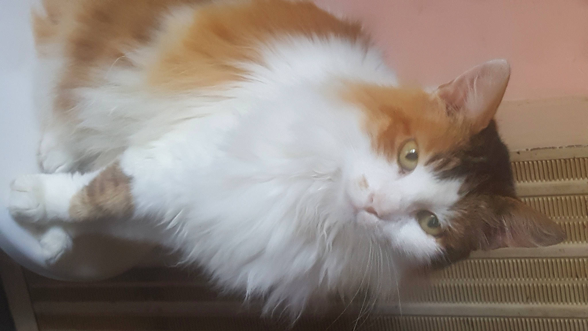 Namour a rejoint le concours — aidez-le/la à gagner de superbes lots ! british_semi_longhair, carnivore, cat, cymric, domestic_long_haired_cat, fawn, felidae, fur, kitten, mammal, napoleon_cat, norwegian_forest_cat, persian, ragamuffin, small_to_medium_sized_cats, tail, turkish_van, whiskers